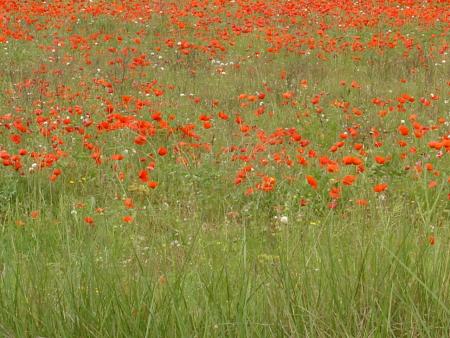 Coquelicot