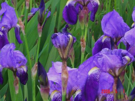 Iris de mai