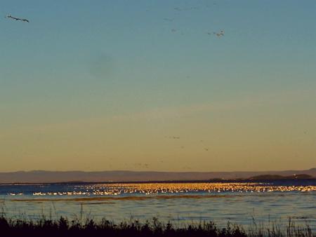 Les oies blanches